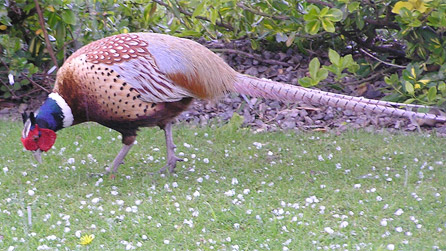 A pheasant in the hail yesterday by Ray Stobbart, Denbigh.
