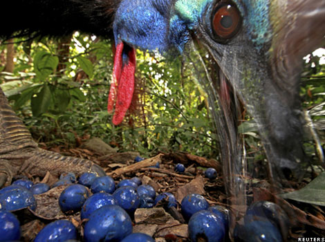 An endangered Southern cassowary feeds on fruit