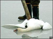Thiên nga bị chết ở Đức