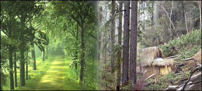 دځنګلونو ساتنه