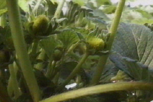 Bernard checks on his greenhouses