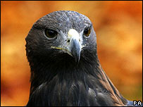 सुनहरी गिद्ध