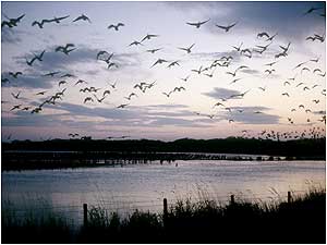 Strathbeg - Pink footed Geese c/o RSPB Images and Gomersall