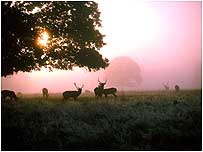 Deer in Bushy Park c/o Royal Parks/Davies