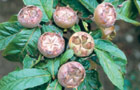 Medlars (Picture:Ken Muir Ltd)