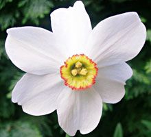 Narcissus 'Pheasant's Eye'