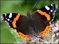 Red admiral butterfly