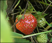 A strawberry