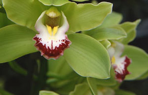 Cymbidium orchid