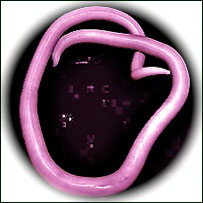 اسکريس (کرم روده)