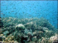 Researchers warn that climate change threatens to devastate coral reef fish populations