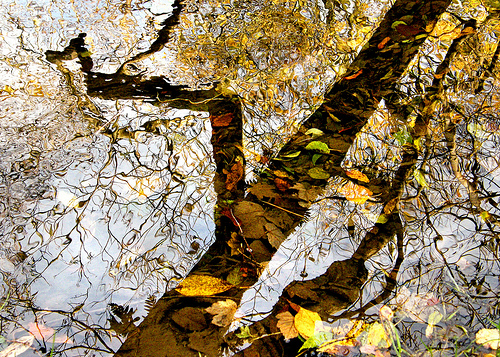 Reflections on a pool of autumn leaves