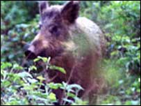 Wild boar